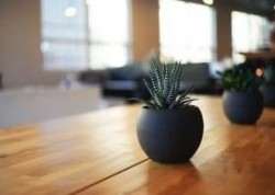 Рослини в офісах підвищують продуктивність працівників на 15%